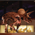 “世界で最も完全で美しい”トリケラトプスの実物全身骨格が日本初上陸!ソニーグループ「恐竜科学博」見どころ大紹介