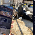 AIが和牛を個体識別する「鼻紋認証技術」AiBank.jpが開発し特許を取得 農家の負担軽減と生産性の向上を狙う