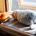 寝ている猫を再現した猫型クッション「ミャウエバー」Makuakeで先行販売開始 温もり、重さ、ゴロゴロ音、心音などを再現