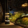 ソフトバンクロボティクスと八芳園が連携協定　八芳園内レストランで配膳・運搬ロボット「Servi」運用　非接触と省力化を推進へ
