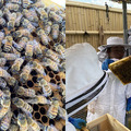 スマート農業のワイズ技研がスマート養蜂「Y’sSmartBee」研究を開始 蜜蜂の行動データを収集し、分蜂や体調管理などを予測