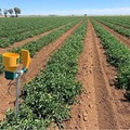 NECとカゴメ、豪州での実証成果を踏まえて農業ICTプラットフォーム「CropScope」を強化　AIで可視化・営農アドバイス