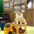 猫と「LOVOT」と自由に遊べる空間が川崎ルフロン内に誕生!モフモフ感満喫の予感 『LOVOT Cafe』でクーポンを配布