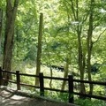 光と音、最新のデジタル技術で楽しむ「カムイルミナ」開催　北海道の大自然とアイヌ文化「阿寒湖の森ナイトウォーク」