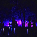 光と音、最新のデジタル技術で楽しむ「カムイルミナ」開催　北海道の大自然とアイヌ文化「阿寒湖の森ナイトウォーク」