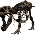 ティラノサウルスが名古屋市科学館に大集結！「ティラノサウルス展」恐竜ロボットの展示も　リラックマグッズ付前売券も販売