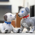 「aibo」購入者にオリジナル蝶ネクタイ2色セットをプレゼント『aiboとお家で過ごそうキャンペーン 』ソニーストアで実施