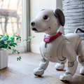 ROBO-UNIが「aiboネーム首輪」を発表 最大6文字のオリジナルネームが印字できるaibo公式ライセンス製品
