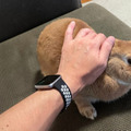 ペットとの生活にEcho ShowやFireタブレットなどAlexaデバイスを活用する方法　Amazonが社員3名の暮らしをブログで公開
