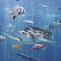 箱根の人気観光施設を利用し放題!「箱根遊び放題チケット(はこチケ)」発売 小田急が「観光型MaaS」を推進