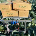 アトラックラボ、深谷市農家の主導で「キャベツ搬送ロボット」を開発 200kg積載 ジョイスティック操作も可能