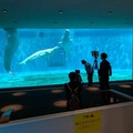 ドコモと島根県、養護学校の児童がテレプレゼンスロボットで水族館を遠隔見学 専門的見地から評価と教育的な効果向上の助言を発表