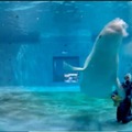ドコモと島根県、養護学校の児童がテレプレゼンスロボットで水族館を遠隔見学 専門的見地から評価と教育的な効果向上の助言を発表