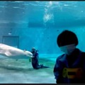 ドコモと島根県、養護学校の児童がテレプレゼンスロボットで水族館を遠隔見学 専門的見地から評価と教育的な効果向上の助言を発表