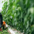 AGRISTがきゅうりの自動収穫ロボットを発表 ピーマン収穫にに次ぐ宮崎県発のスマート農業ロボット第2弾