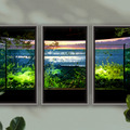 川崎水族館の館内風景「Atmoph Window 2」がリリース 淡水魚や古代魚ピラルク、カピバラが生活