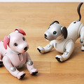 ペットロボット「aibo」2022年の限定バージョンは「いちごミルク 」限定ふるまい「いちごミルク・シェイク」を披露