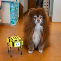 ロボット犬『Mini Pupper』(ミニぷぱ) レビュー　使ってわかった3つの楽しみ方　顔の変更、カメラの接続にも挑戦