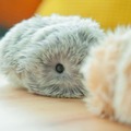 日本発のAIペット型ロボット「Moflin」(もふりん) 蔦屋家電＋で展示開始 スキンシップで変化する最先端のペット型ロボット