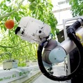ヤンマー「大玉トマト収穫ロボット」の試作機を出展 独自開発の吸着切断ハンドで収穫を実現「2022国際ロボット展」