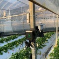 NTT西日本など、高知県佐川町のいちご栽培でAIを活用した実証実験　スマート農業とデータ解析で収穫量の増加と品質向上を目指す