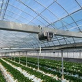 NTT西日本など、高知県佐川町のいちご栽培でAIを活用した実証実験　スマート農業とデータ解析で収穫量の増加と品質向上を目指す
