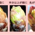 来週末には東京・福岡から桜開花スタート？「桜開花予想」をウェザーニュースアプリ「さくら Ch.」で公開中