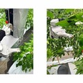 AGRIST ピーマン自動収穫ロボット「L」の最新モデルを発表 2022年秋からレンタルサービスを開始