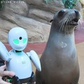 アドベンチャーワールドが「OriHime ワイルドアニマルツアー」を開催　パンダやイルカとアバターで会える　#どうぶつたちと春休み