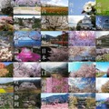 桜マニアが選ぶ「令和の桜」おすすめスポットを紹介 3/27は「オンライン花見」桜ドローンで撮影した桜映像をYouTubeで無料配信
