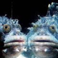 世界宇宙飛行の日(4/12) アクアリウム宇宙旅行「UNDER WATER SPACE」に新エリア登場！160cmの宇宙人「グレイ」人形登場