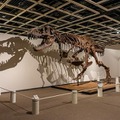 「ジュラシック大恐竜展inよみうりランド」5月下旬まで開催延長！暗闇で恐竜世界を探検できるナイトミュージアムも開催
