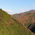 ドローンによる「樹木医リモート診断サービス」 樹林の管理や危険木の発見をドローンで支援
