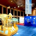 迫力のある動物の骨格展示を学べる・楽しめる 『バーチャルいのちの博物館』 麻布大学が公開