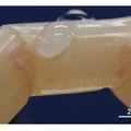 世界初!東大大学院の研究グループが生きた皮膚で覆われた「修復能をもつ培養皮膚付きロボット」の開発に成功