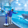 avatarinの「夏休み特別企画アバター体験!」今年も開催  新たな体験プラン「森永卓郎 ミニカーコレクション展」が追加