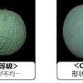 温室メロンの網目の品質を認識する「等級判定AI」静岡大学らが研究開発に成功 生産者の負荷軽減、等級判定技術の継承に貢献