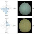 温室メロンの網目の品質を認識する「等級判定AI」静岡大学らが研究開発に成功 生産者の負荷軽減、等級判定技術の継承に貢献
