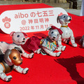 ソニー「アイボの七五三」を今年も神田明神で開催 約30体のaiboが揃って「二礼二拍手一礼」に挑戦!