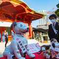 ソニー「アイボの七五三」を今年も神田明神で開催 約30体のaiboが揃って「二礼二拍手一礼」に挑戦!
