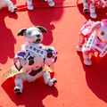 ソニー「アイボの七五三」を今年も神田明神で開催　約30体のaiboが揃って「二礼二拍手一礼」に挑戦！