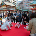 ソニー「アイボの七五三」を今年も神田明神で開催　約30体のaiboが揃って「二礼二拍手一礼」に挑戦！