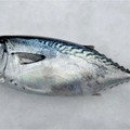 くら寿司のスマート養殖第3弾は「AIスマガツオ」 幻の高級魚を12月2日から全国展開 スマート養殖で持続可能な漁業へ