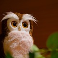 手のひらサイズのシニア向け開運アドバイザーの ペットロボット「ハッピーふくろう」発売 見た目も触り心地も本物そっくり デジレクト
