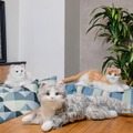 ねこ型ペットロボット「しっぽふりふり あまえんぼうねこちゃん」に新色アイスグレー登場、全3色に【特徴まとめ】デジレクト