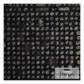 立命館大学がマイクロデバイス内の電場や静電エネルギー分布の可視化に成功 マイクロマシンの性能向上に期待