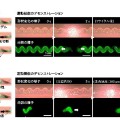 NTT バイオデジタルツインの構築・検証へ前進　生体器官の運動を模倣する光駆動型オンチップ運動素子の開発　オンチップ型臓器モデル