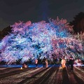 トヨタの給電車が新宿御苑の夜桜を彩る!「桜×動く電源」でお花見体験をアップデート『NAKED桜の新宿御苑2023』に協力 4/23まで
