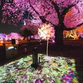 トヨタの給電車が新宿御苑の夜桜を彩る!「桜×動く電源」でお花見体験をアップデート『NAKED桜の新宿御苑2023』に協力 4/23まで