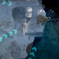ホッキョクグマやカバに大接近「空から!水の中から!バーチャル冒険隊」開催 VR映像で動物の生態をリアル体験 大阪メトロ